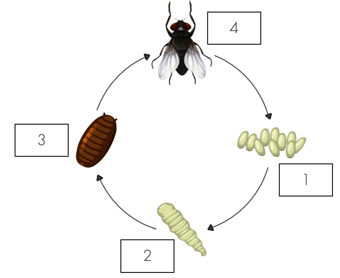 chu trình sinh sản của ruồi